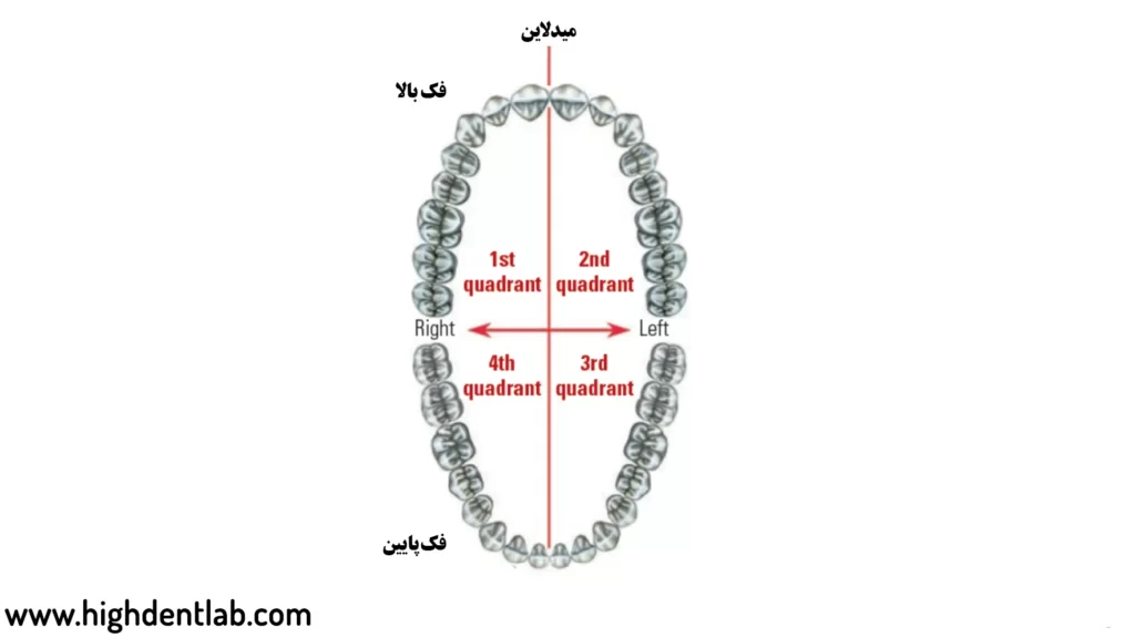 ۴ ربع تقسیم بندی شده دندان